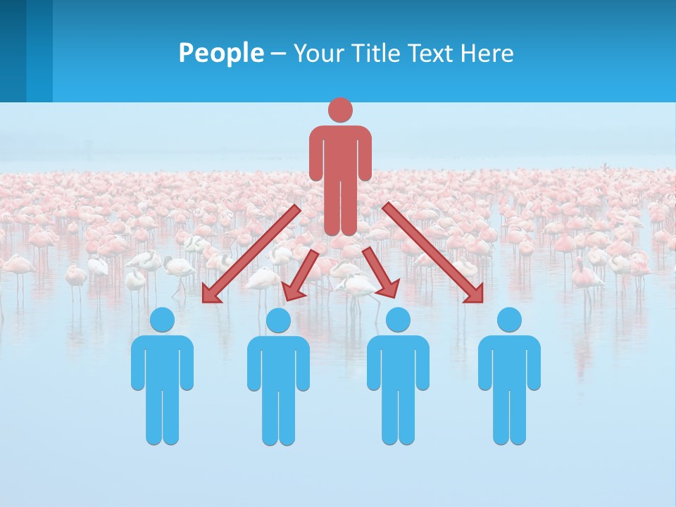 A Large Group Of Flamingos Standing In The Water PowerPoint Template