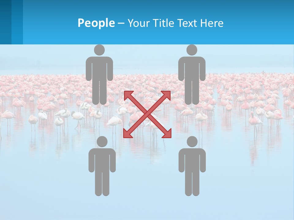 A Large Group Of Flamingos Standing In The Water PowerPoint Template