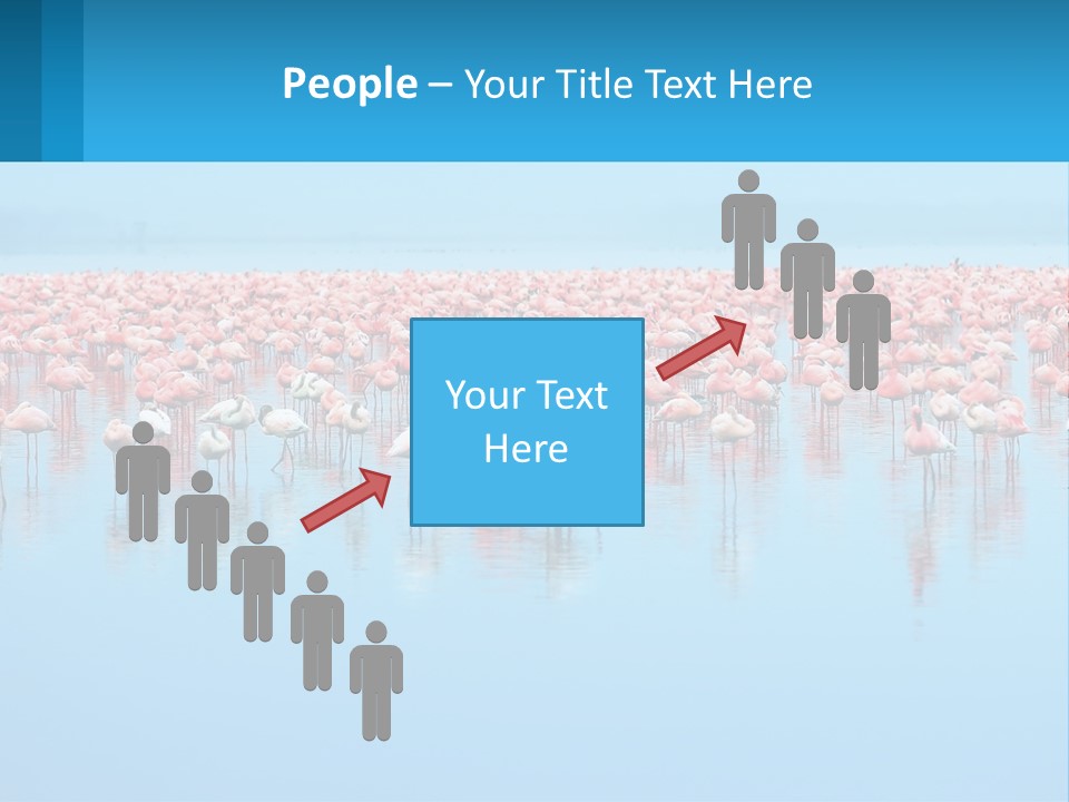 A Large Group Of Flamingos Standing In The Water PowerPoint Template