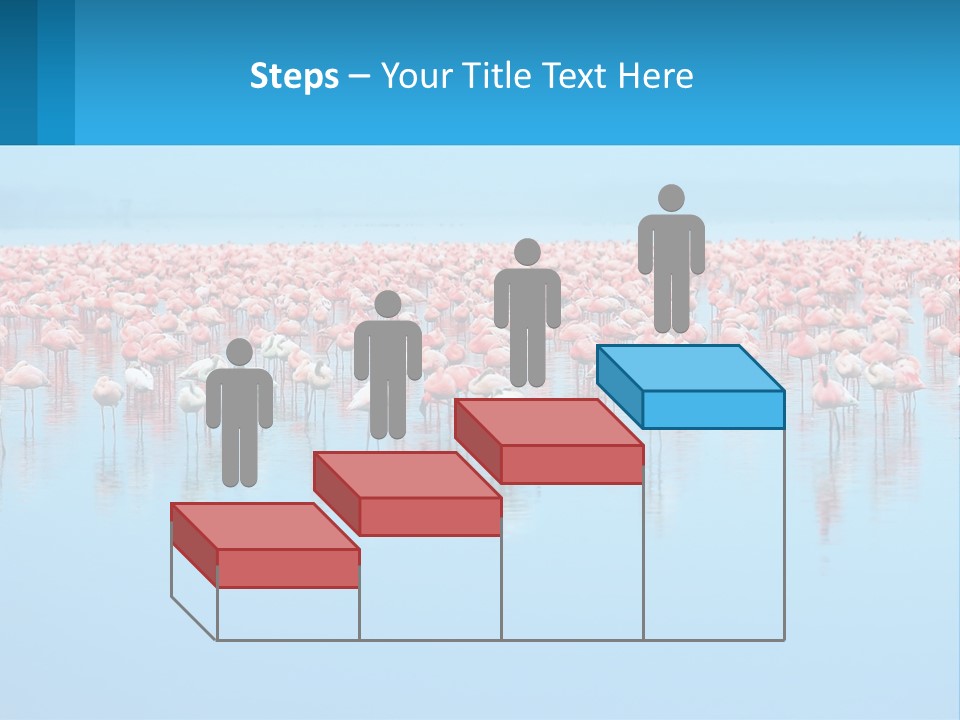 A Large Group Of Flamingos Standing In The Water PowerPoint Template