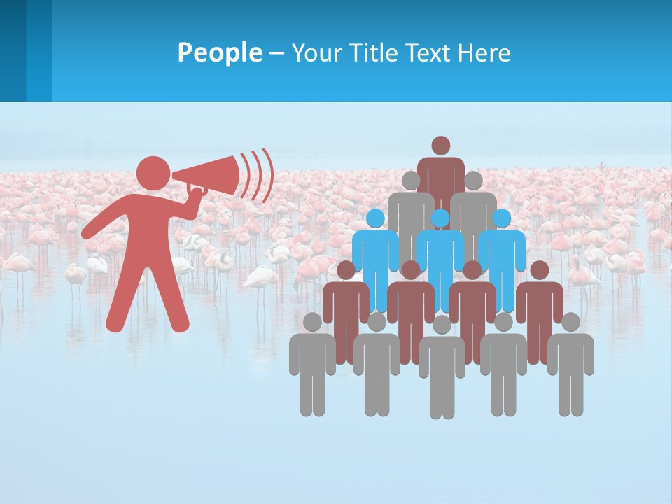 A Large Group Of Flamingos Standing In The Water PowerPoint Template