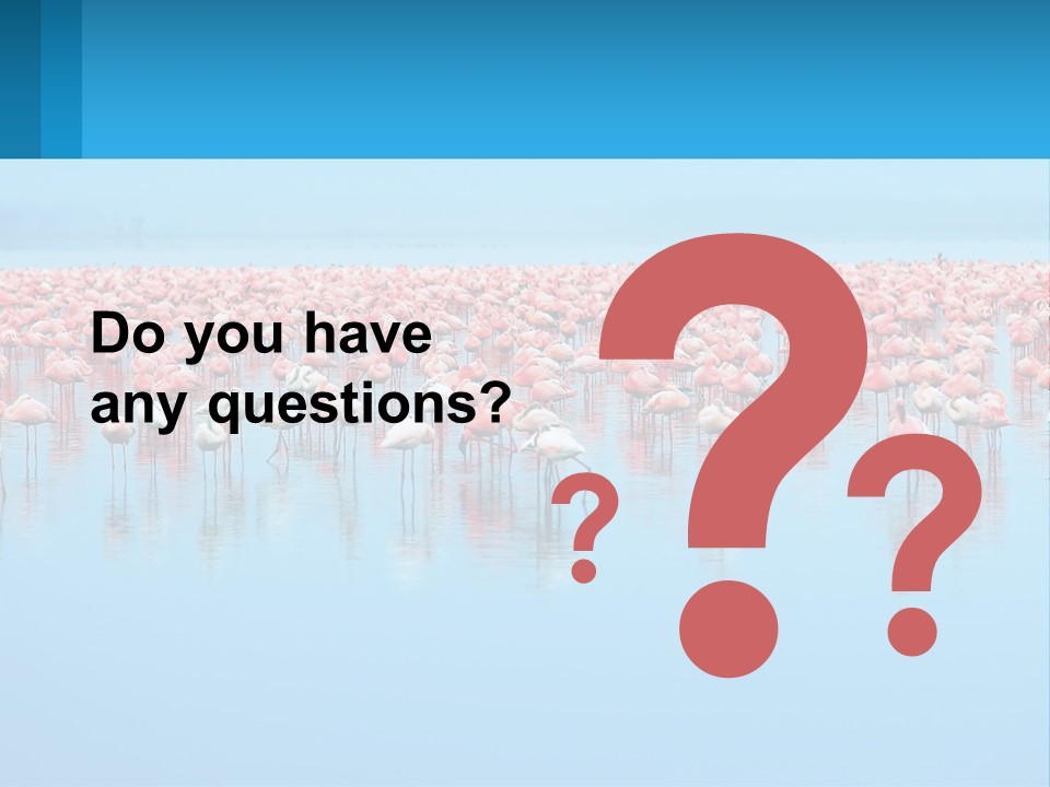 A Large Group Of Flamingos Standing In The Water PowerPoint Template