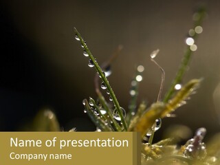 A Plant With Drops Of Water On It PowerPoint Template