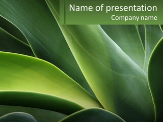 A Large Green Plant With Leaves On It PowerPoint Template