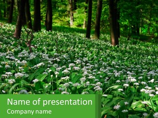 A Field Full Of White Flowers With Trees In The Background PowerPoint Template