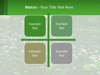 A Field Full Of White Flowers With Trees In The Background PowerPoint Template