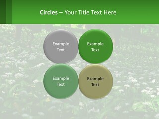 A Field Full Of White Flowers With Trees In The Background PowerPoint Template