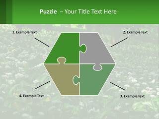 A Field Full Of White Flowers With Trees In The Background PowerPoint Template