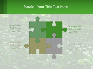 A Field Full Of White Flowers With Trees In The Background PowerPoint Template