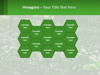 A Field Full Of White Flowers With Trees In The Background PowerPoint Template