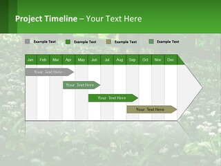 A Field Full Of White Flowers With Trees In The Background PowerPoint Template