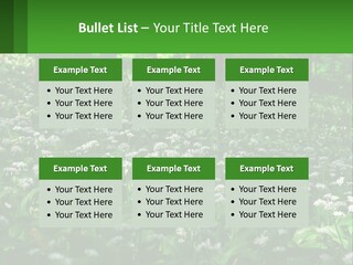 A Field Full Of White Flowers With Trees In The Background PowerPoint Template