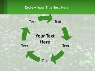 A Field Full Of White Flowers With Trees In The Background PowerPoint Template