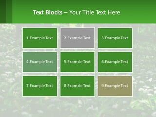 A Field Full Of White Flowers With Trees In The Background PowerPoint Template