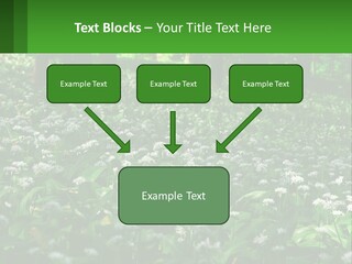 A Field Full Of White Flowers With Trees In The Background PowerPoint Template