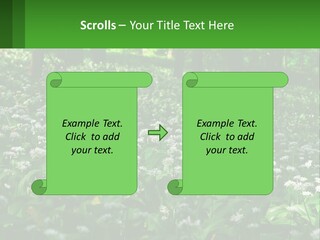 A Field Full Of White Flowers With Trees In The Background PowerPoint Template