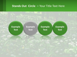 A Field Full Of White Flowers With Trees In The Background PowerPoint Template