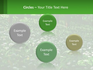 A Field Full Of White Flowers With Trees In The Background PowerPoint Template