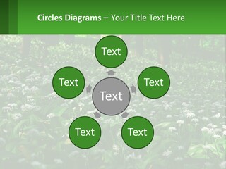 A Field Full Of White Flowers With Trees In The Background PowerPoint Template