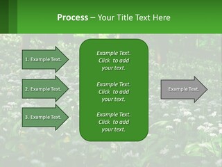 A Field Full Of White Flowers With Trees In The Background PowerPoint Template