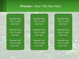 A Field Full Of White Flowers With Trees In The Background PowerPoint Template