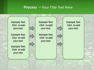A Field Full Of White Flowers With Trees In The Background PowerPoint Template