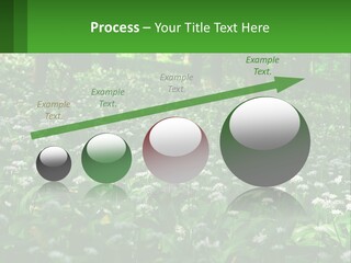 A Field Full Of White Flowers With Trees In The Background PowerPoint Template