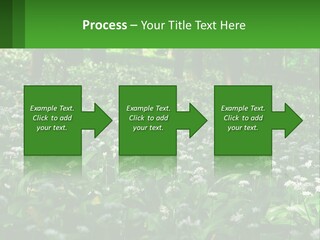 A Field Full Of White Flowers With Trees In The Background PowerPoint Template