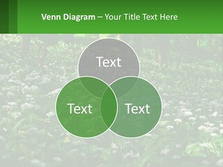 A Field Full Of White Flowers With Trees In The Background PowerPoint Template