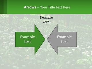 A Field Full Of White Flowers With Trees In The Background PowerPoint Template