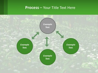 A Field Full Of White Flowers With Trees In The Background PowerPoint Template