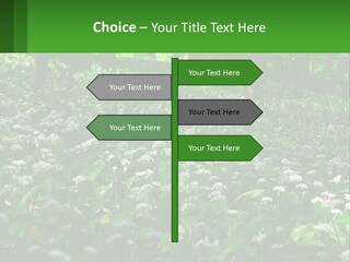 A Field Full Of White Flowers With Trees In The Background PowerPoint Template