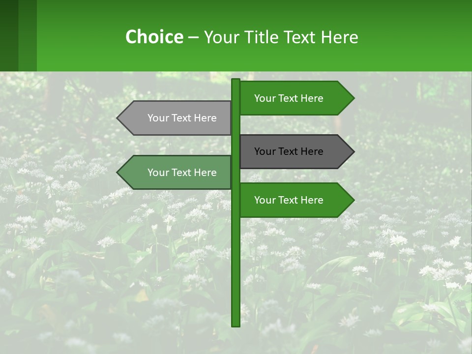 A Field Full Of White Flowers With Trees In The Background PowerPoint Template