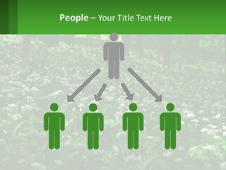 A Field Full Of White Flowers With Trees In The Background PowerPoint Template