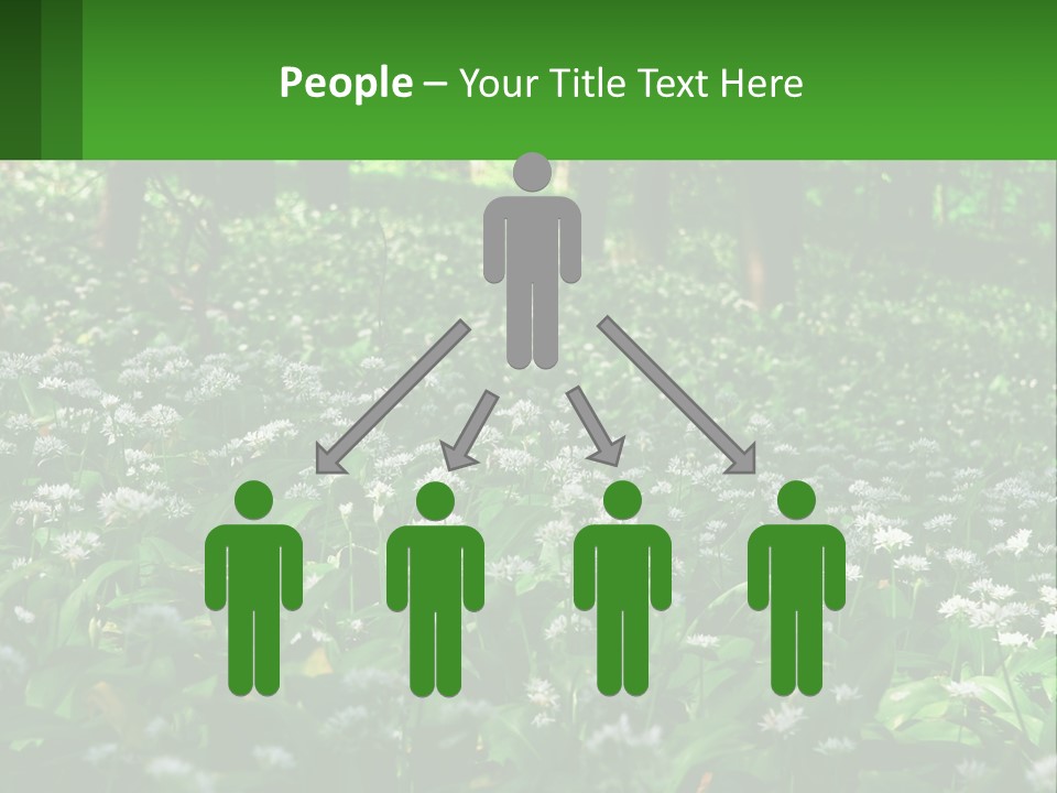 A Field Full Of White Flowers With Trees In The Background PowerPoint Template