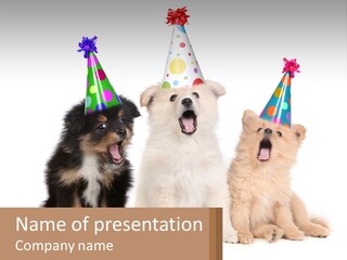 A Group Of Dogs Wearing Party Hats PowerPoint Template