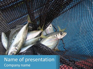 A Group Of Fish In A Net Powerpoint Presentation PowerPoint Template