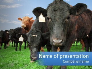 A Herd Of Cattle Standing On Top Of A Lush Green Field PowerPoint Template