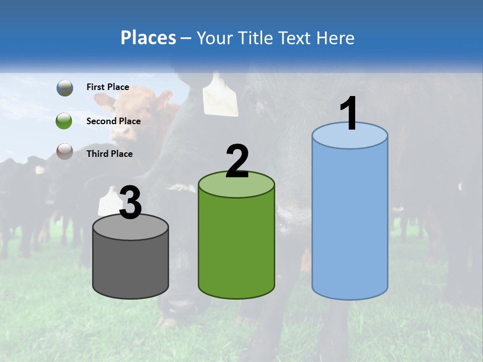 A Herd Of Cattle Standing On Top Of A Lush Green Field PowerPoint Template