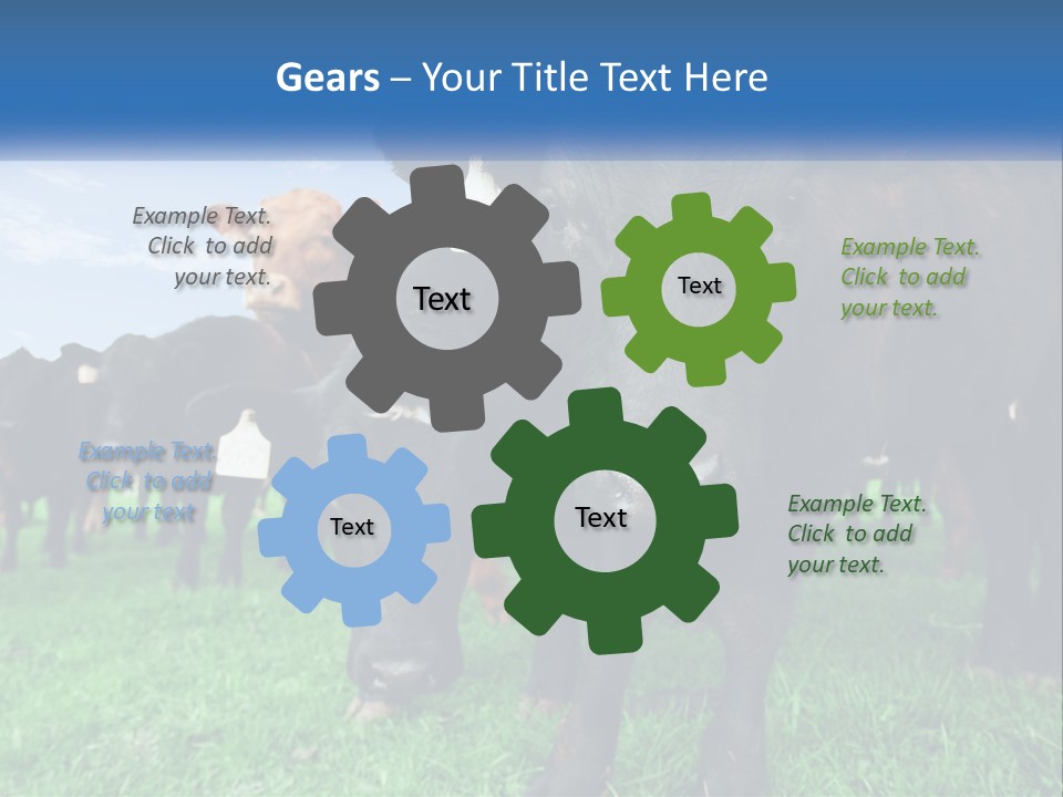 A Herd Of Cattle Standing On Top Of A Lush Green Field PowerPoint Template