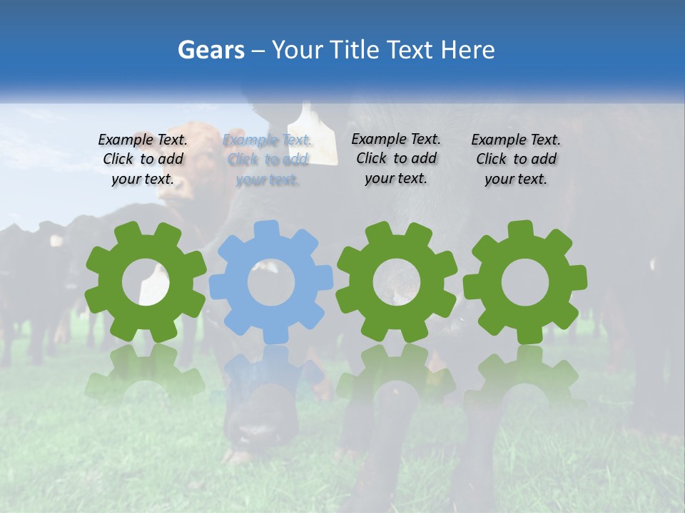 A Herd Of Cattle Standing On Top Of A Lush Green Field PowerPoint Template