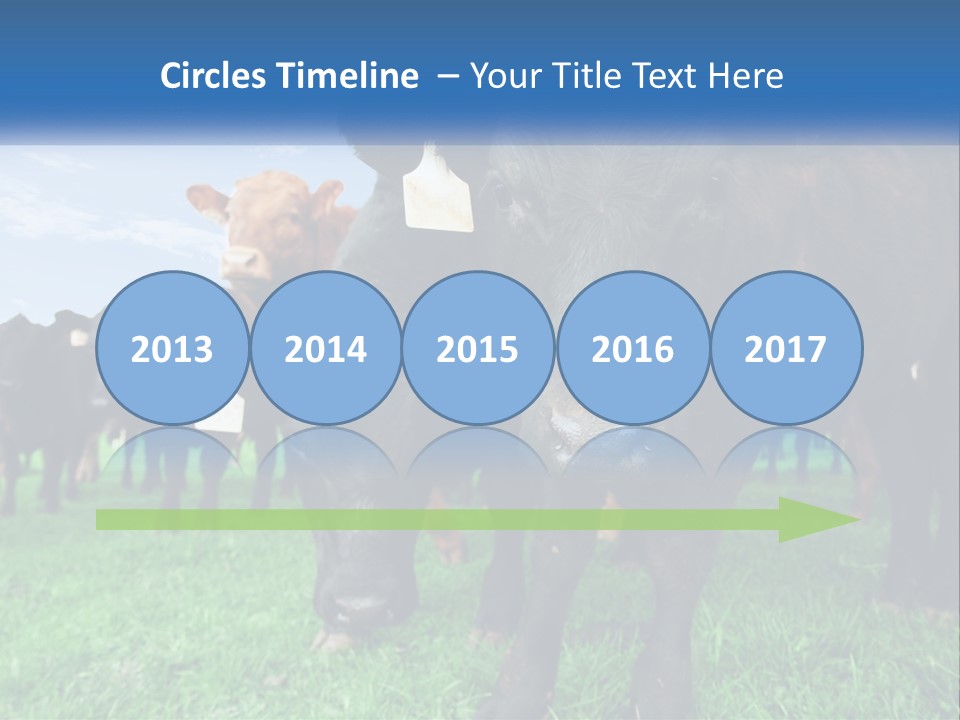 A Herd Of Cattle Standing On Top Of A Lush Green Field PowerPoint Template