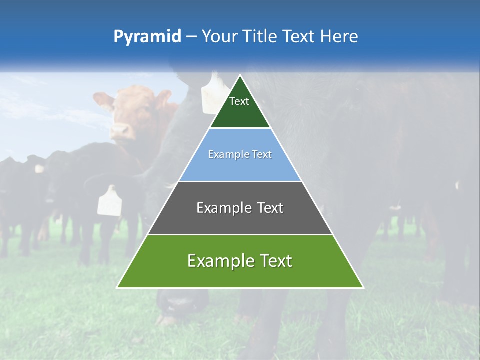 A Herd Of Cattle Standing On Top Of A Lush Green Field PowerPoint Template