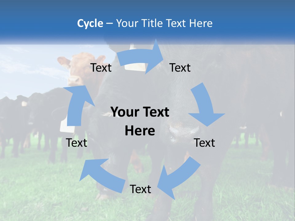 A Herd Of Cattle Standing On Top Of A Lush Green Field PowerPoint Template
