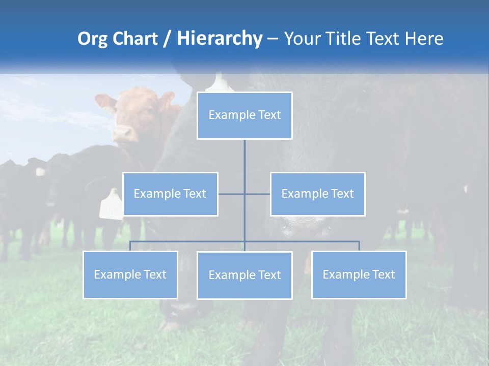 A Herd Of Cattle Standing On Top Of A Lush Green Field PowerPoint Template