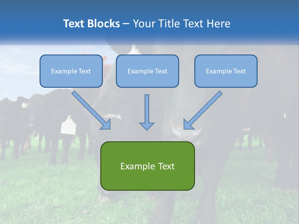 A Herd Of Cattle Standing On Top Of A Lush Green Field PowerPoint Template