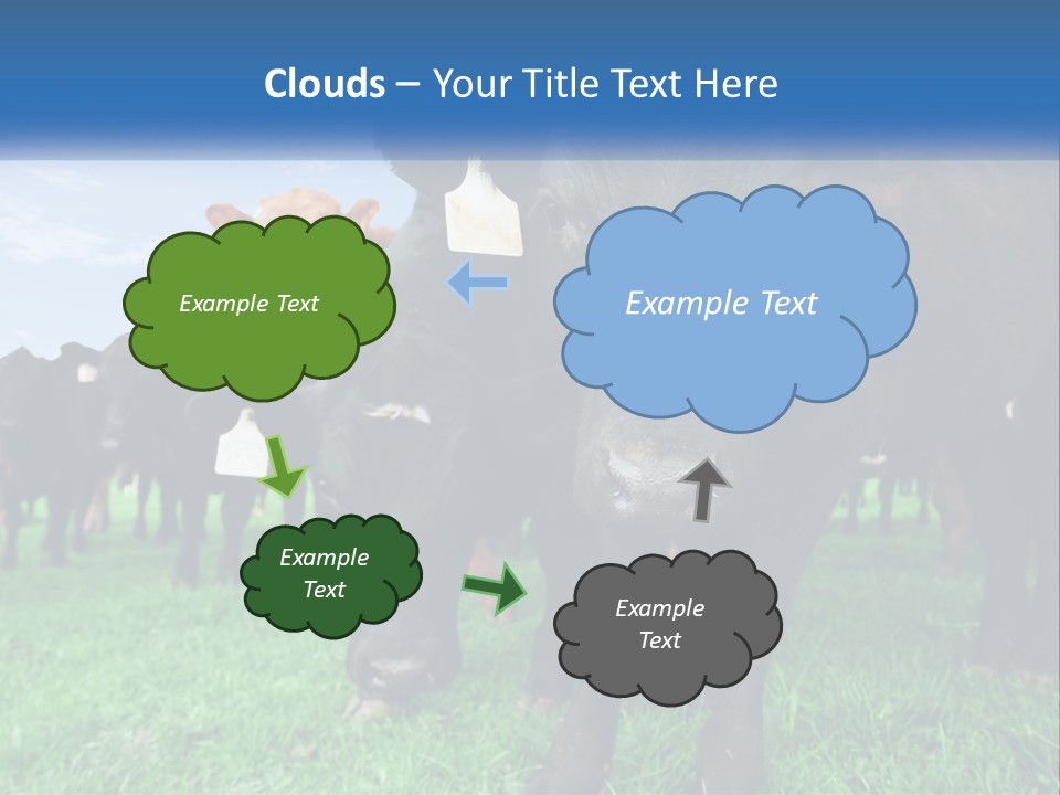 A Herd Of Cattle Standing On Top Of A Lush Green Field PowerPoint Template