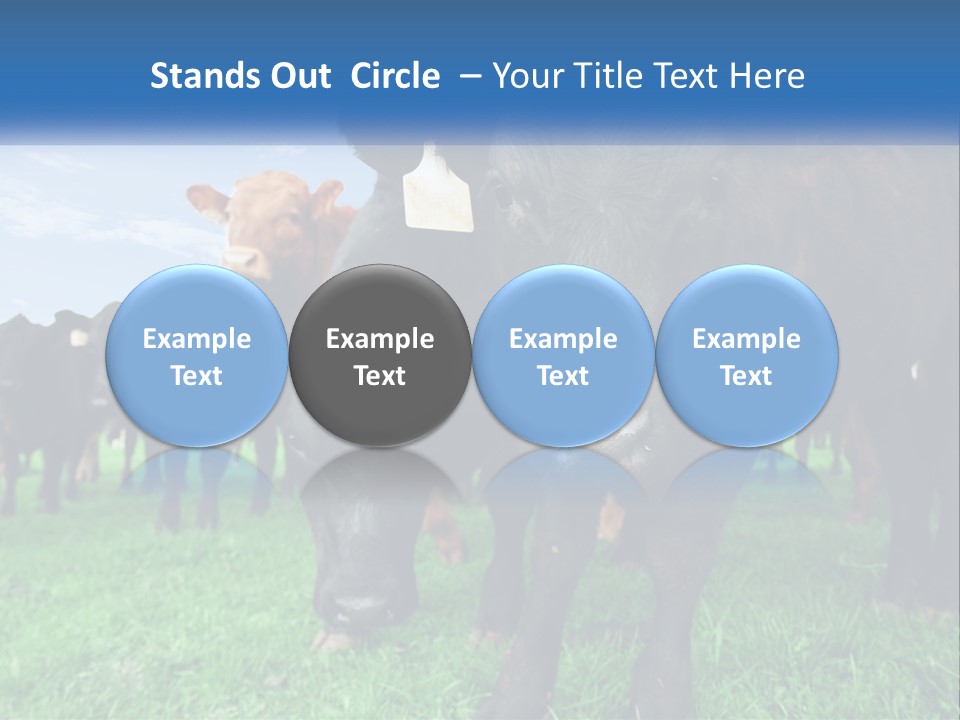 A Herd Of Cattle Standing On Top Of A Lush Green Field PowerPoint Template
