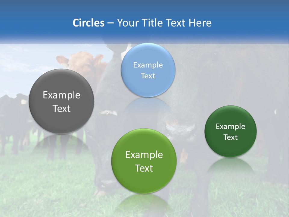 A Herd Of Cattle Standing On Top Of A Lush Green Field PowerPoint Template