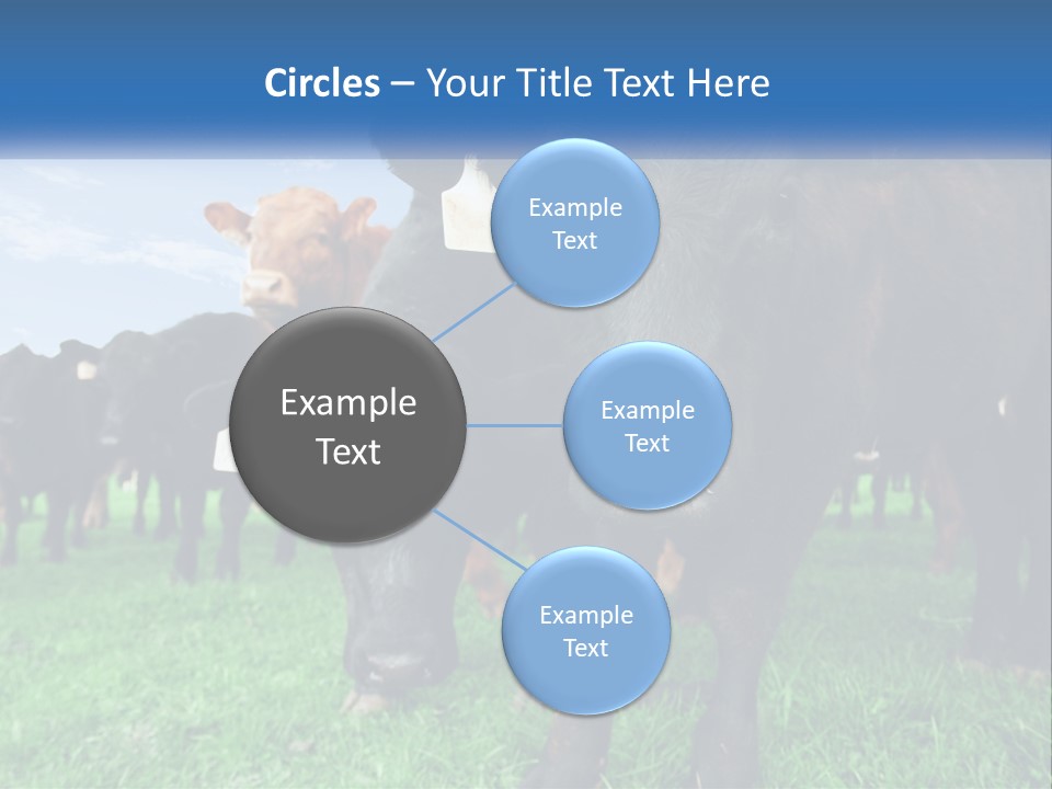 A Herd Of Cattle Standing On Top Of A Lush Green Field PowerPoint Template